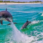 dolphin cruise destin