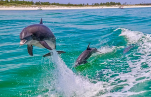 dolphin cruise destin